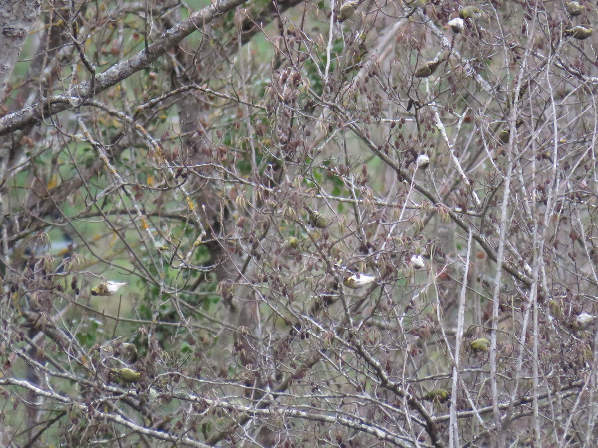 Eurasian Siskin - ML613081198