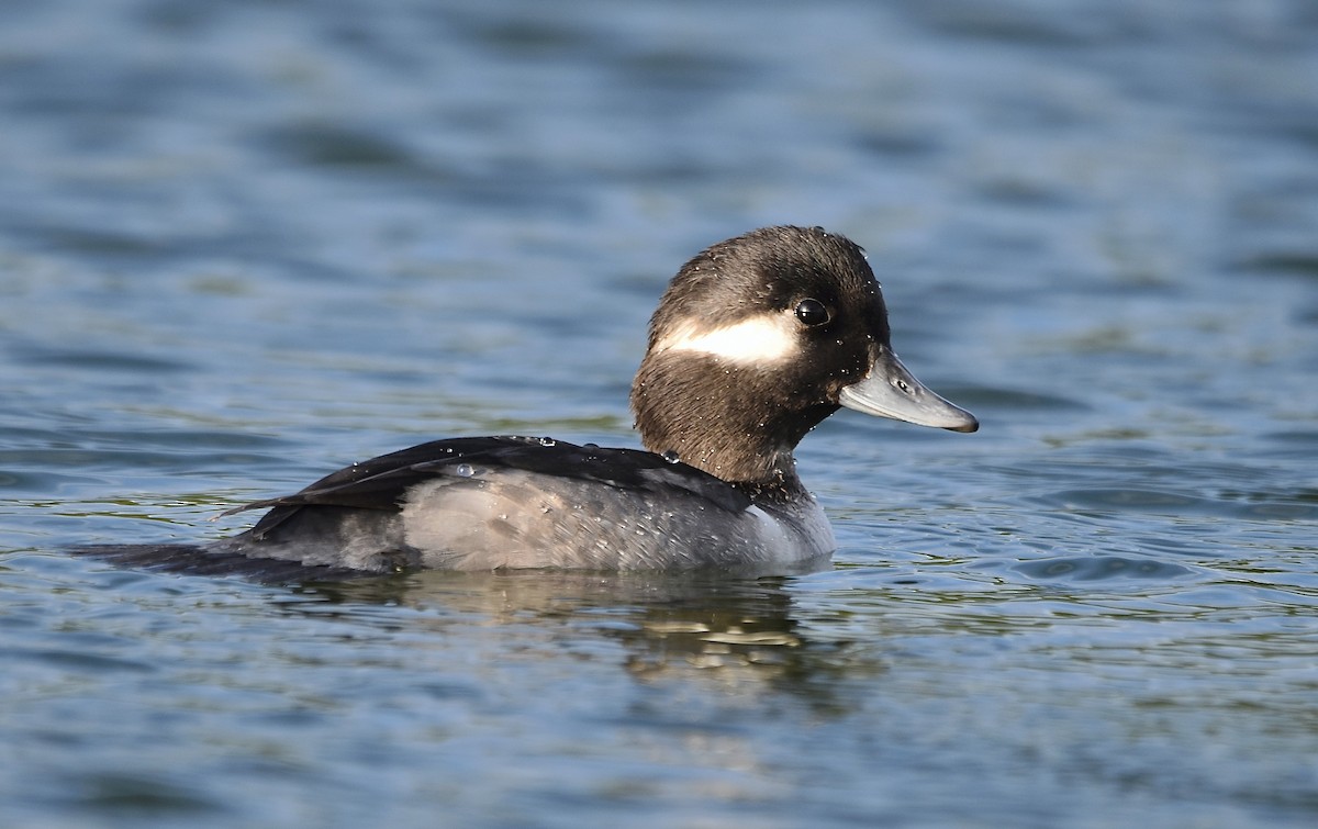 Bufflehead - Eva Bottelli