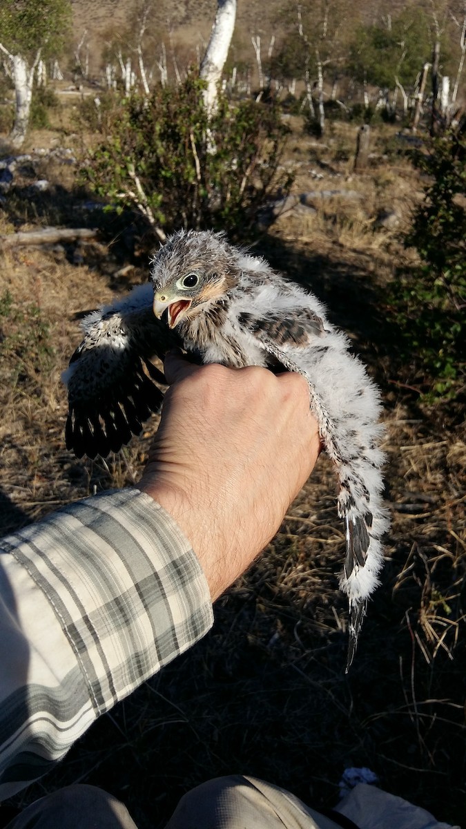 Amur Falcon - ML613081308