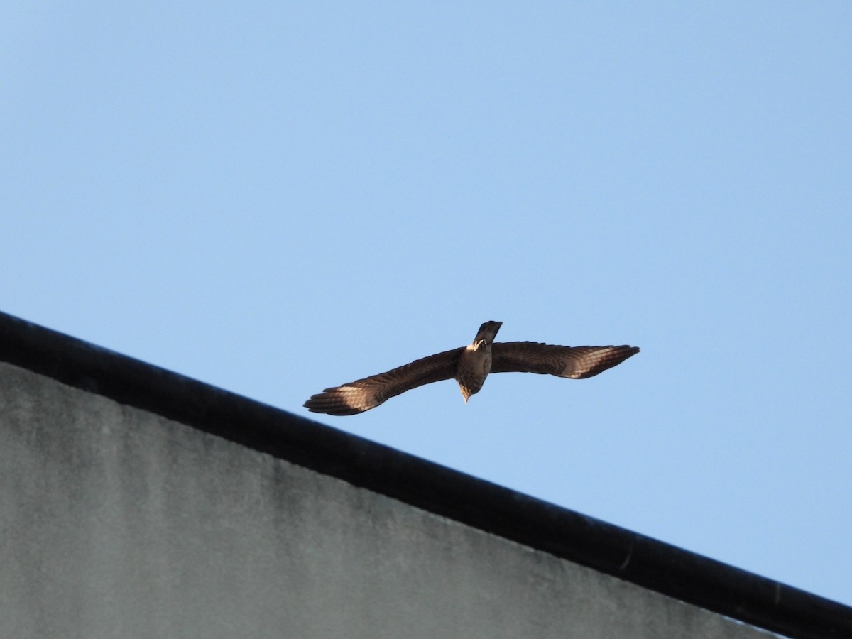 Yellow-headed Caracara - ML613081314