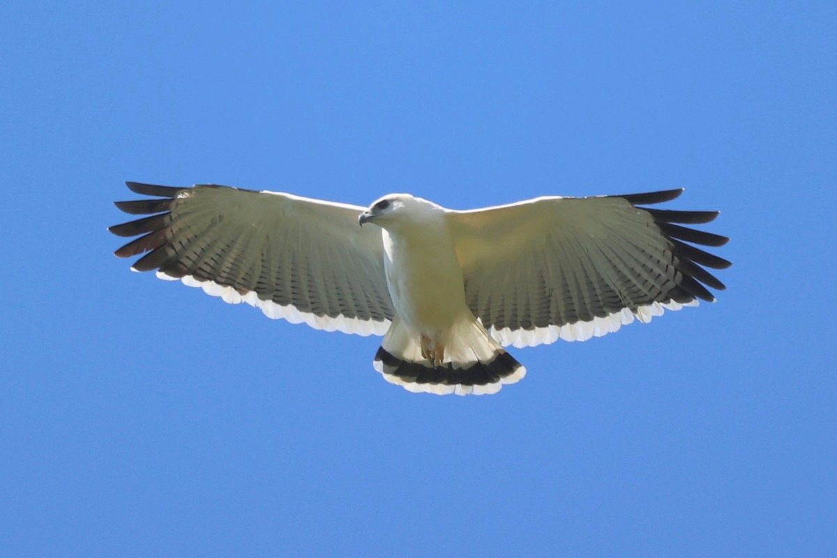 White Hawk - Leo Weiskittel