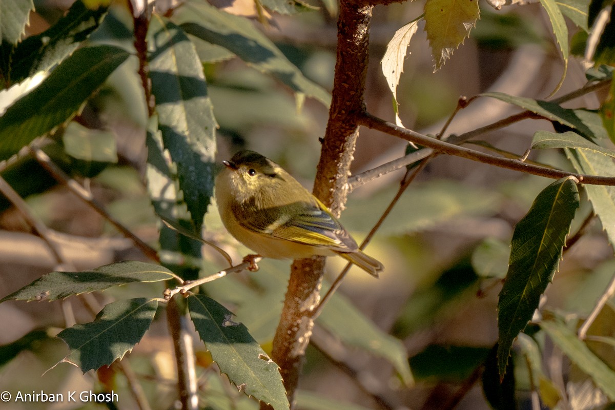 Yellow-browed Tit - ML613081347