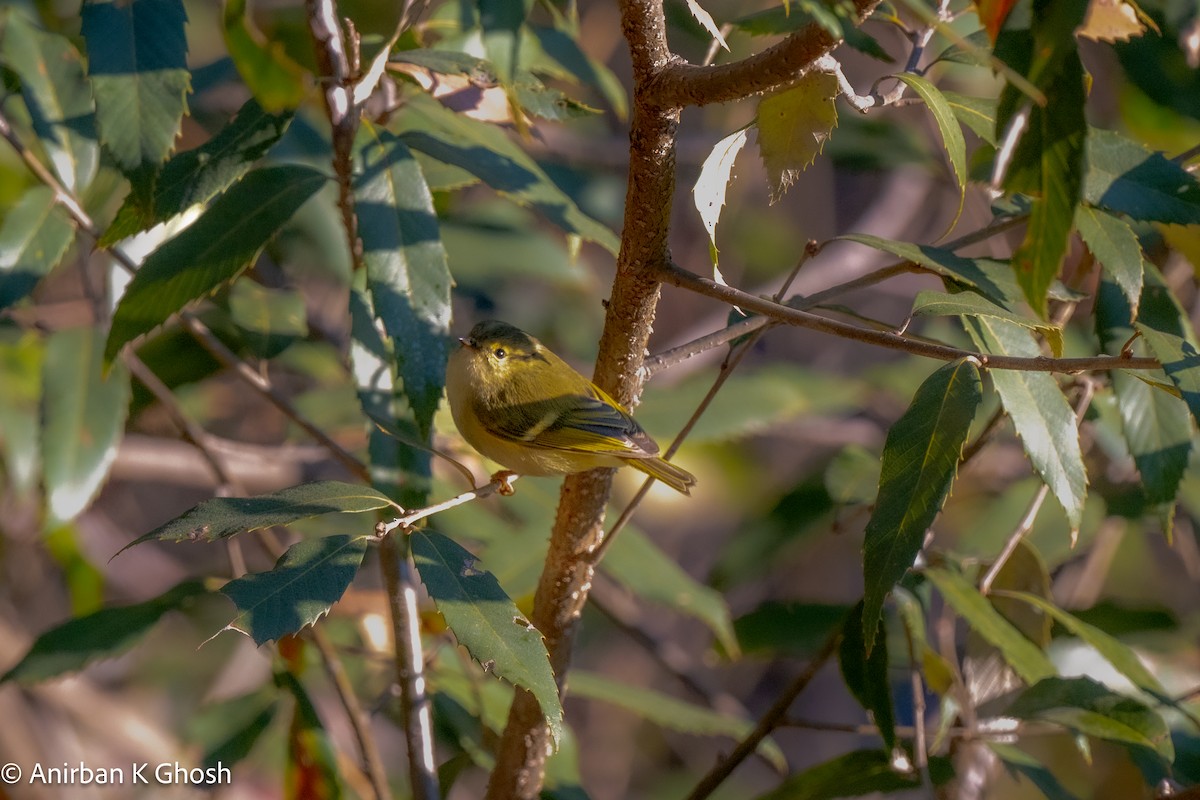 Yellow-browed Tit - ML613081348