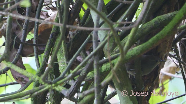 Slaty Spinetail - ML613081353