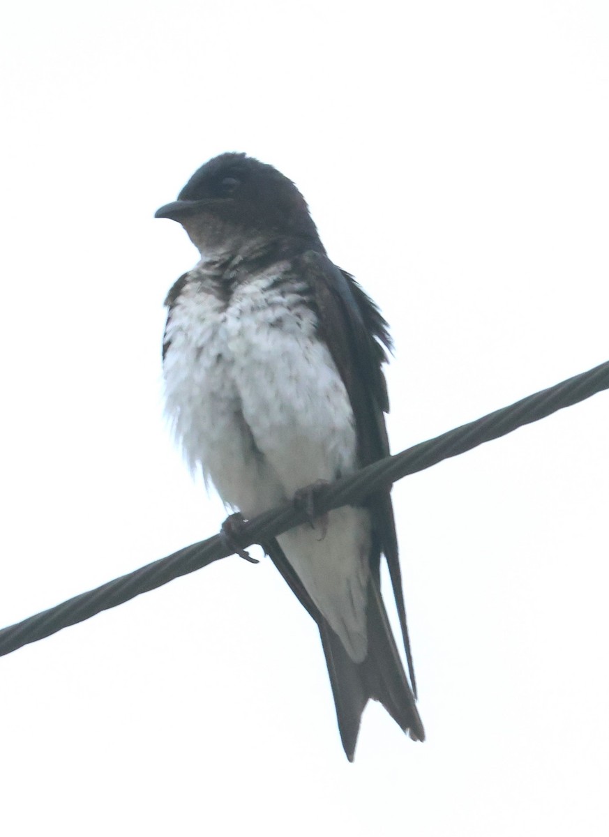 Gray-breasted Martin - Michael Clay