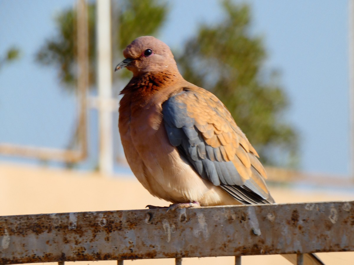 Laughing Dove - ML613081375