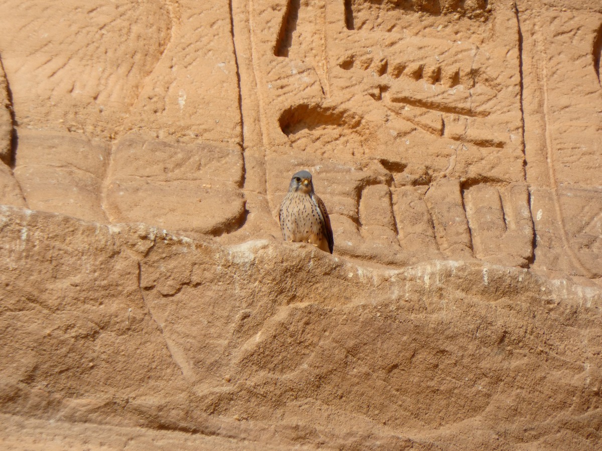 Eurasian Kestrel (Eurasian) - ML613081386