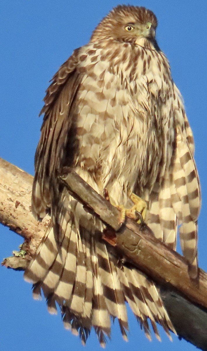jestřáb americký - ML613081402