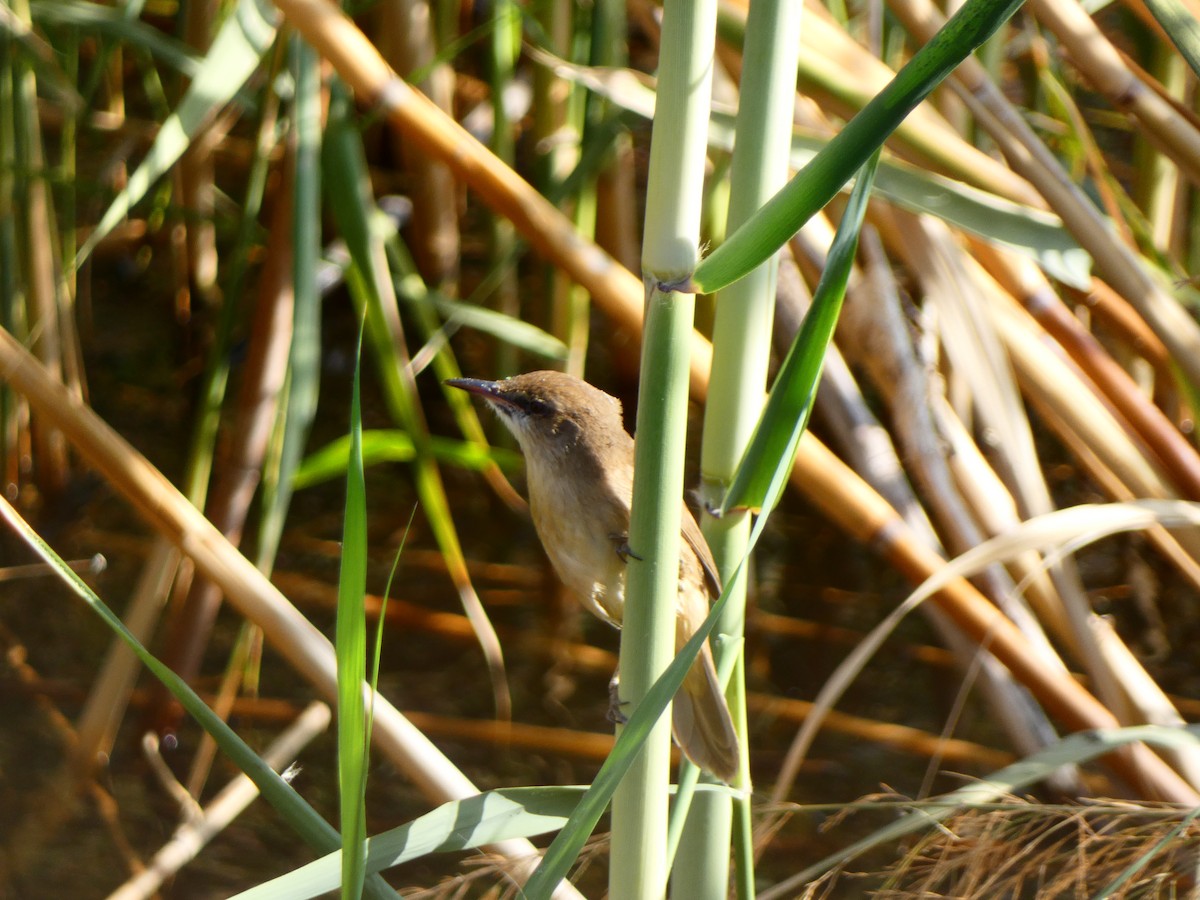 Clamorous Reed Warbler - ML613081408