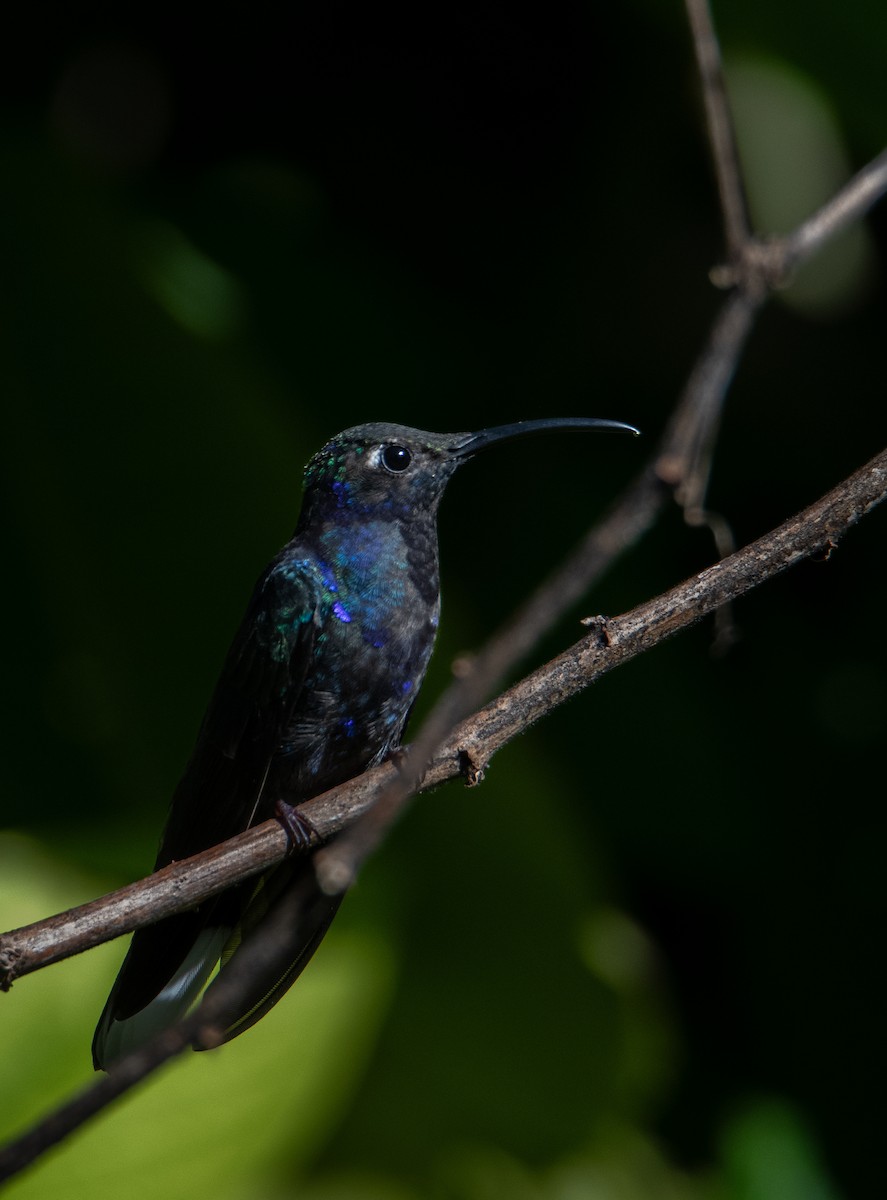 kolibřík fialkový - ML613081423