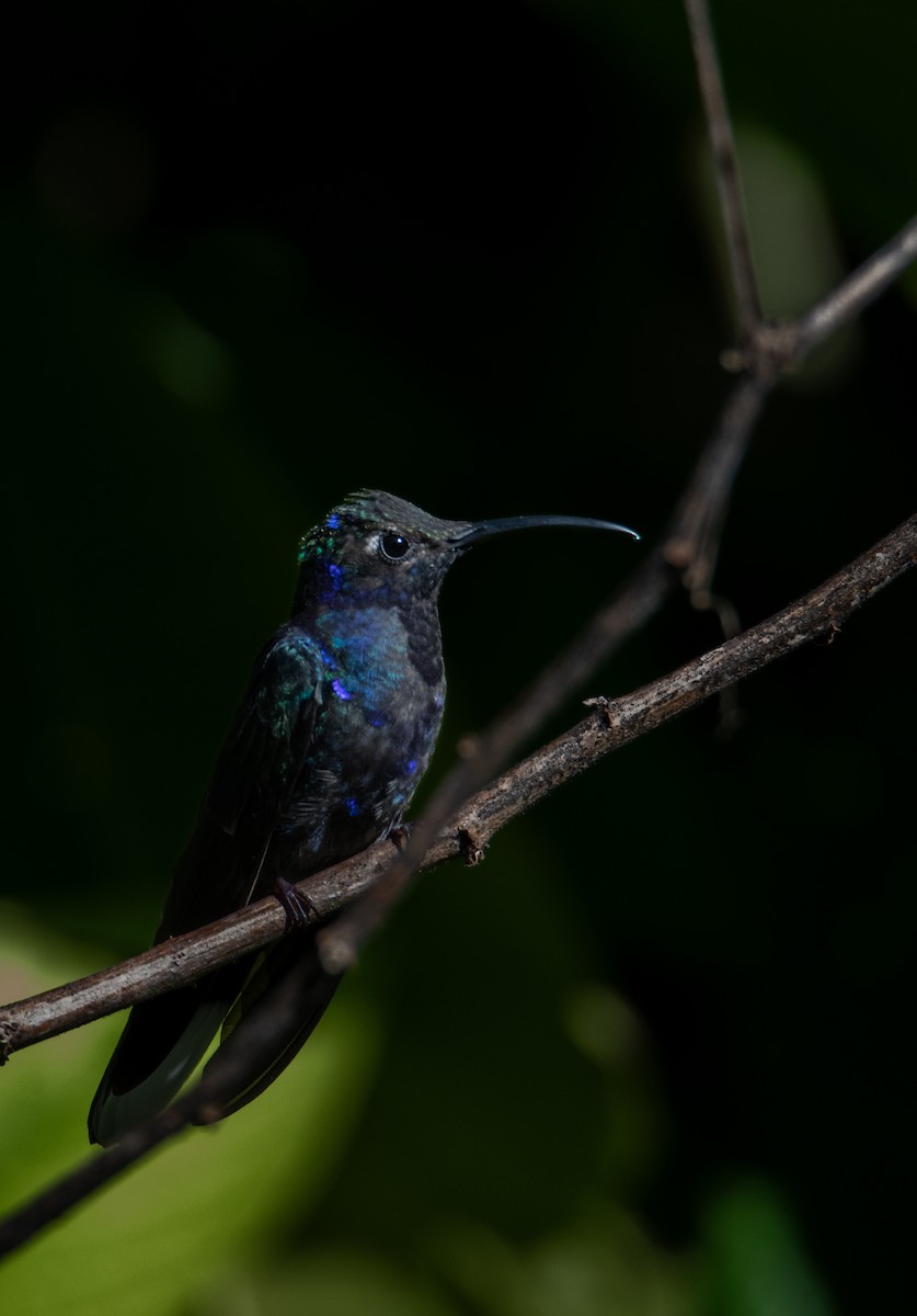 Colibrí Morado - ML613081428