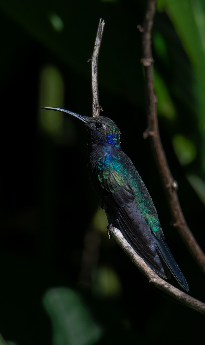 Colibrí Morado - ML613081430