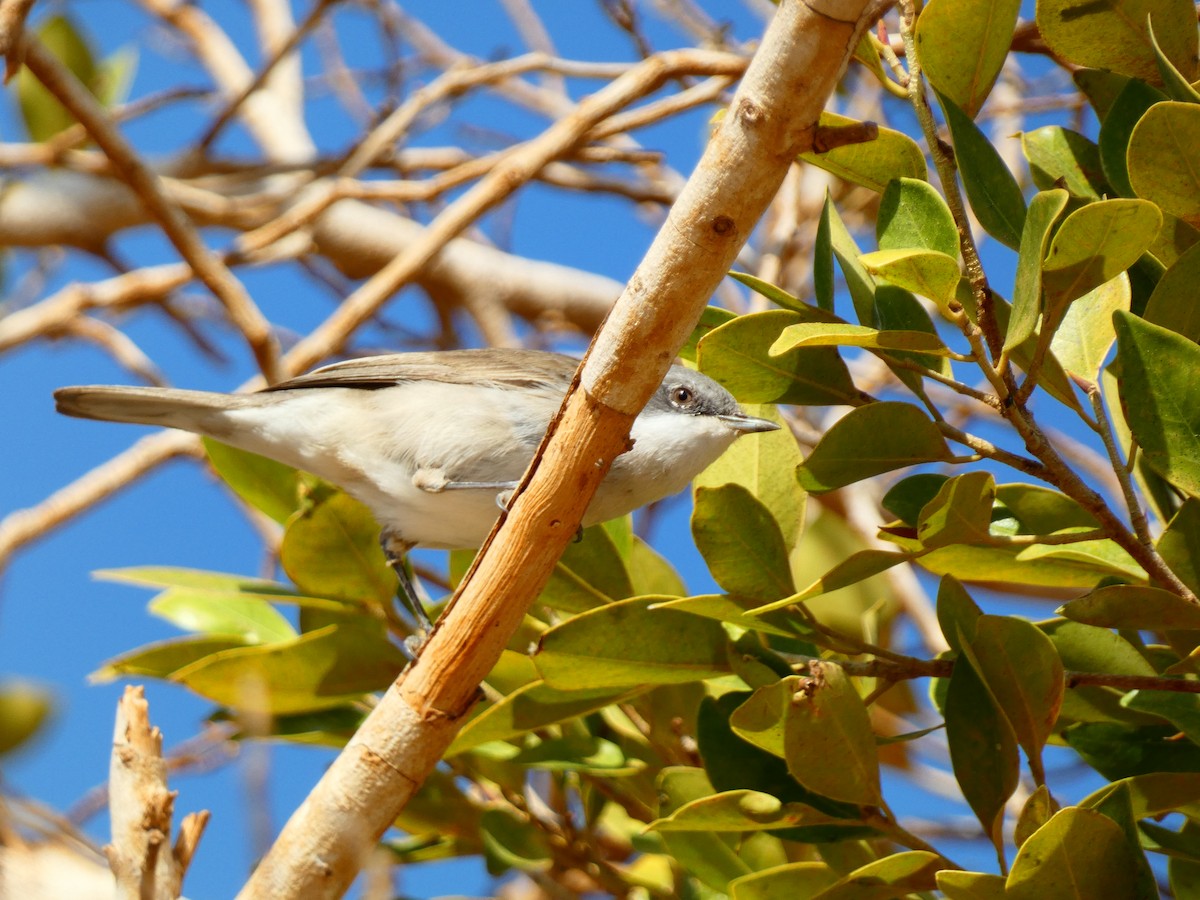 Lesser Whitethroat (Lesser) - ML613081432