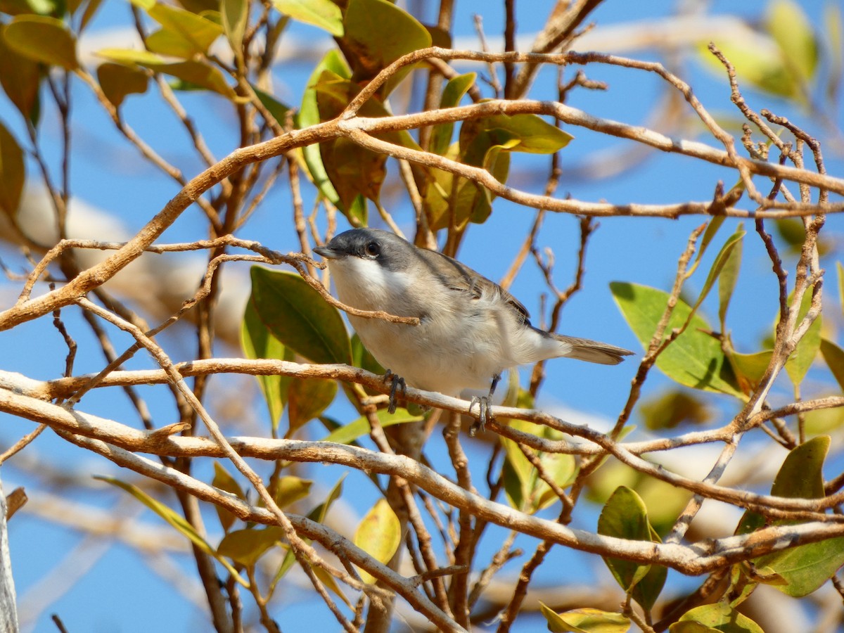 Lesser Whitethroat (Lesser) - ML613081433