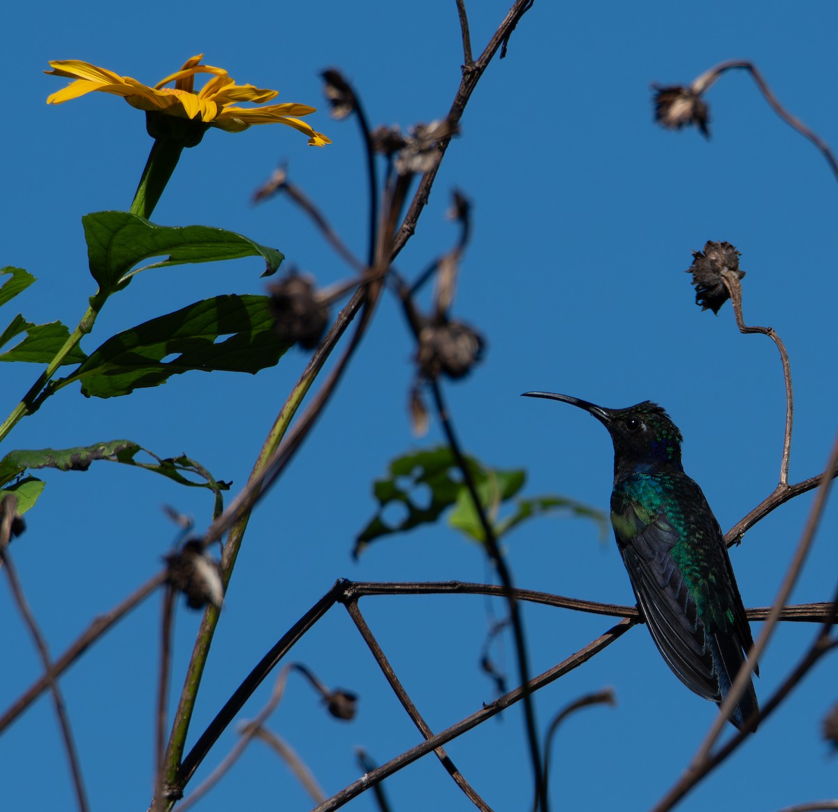 Colibrí Morado - ML613081435