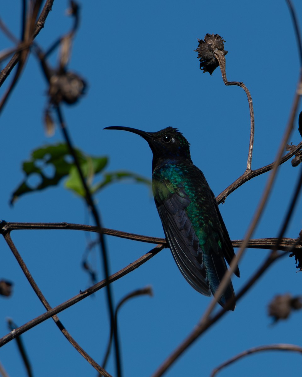 Colibrí Morado - ML613081441