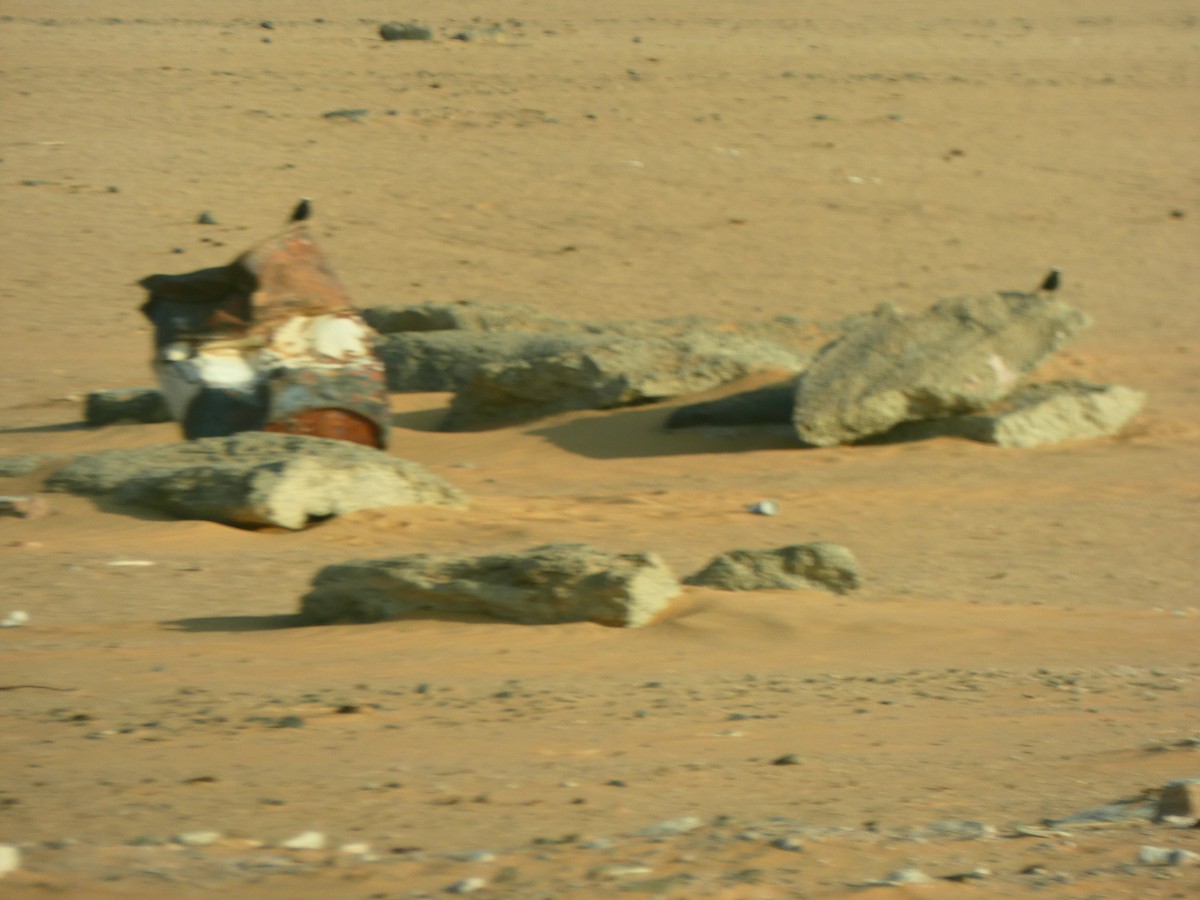 White-crowned Wheatear - ML613081445