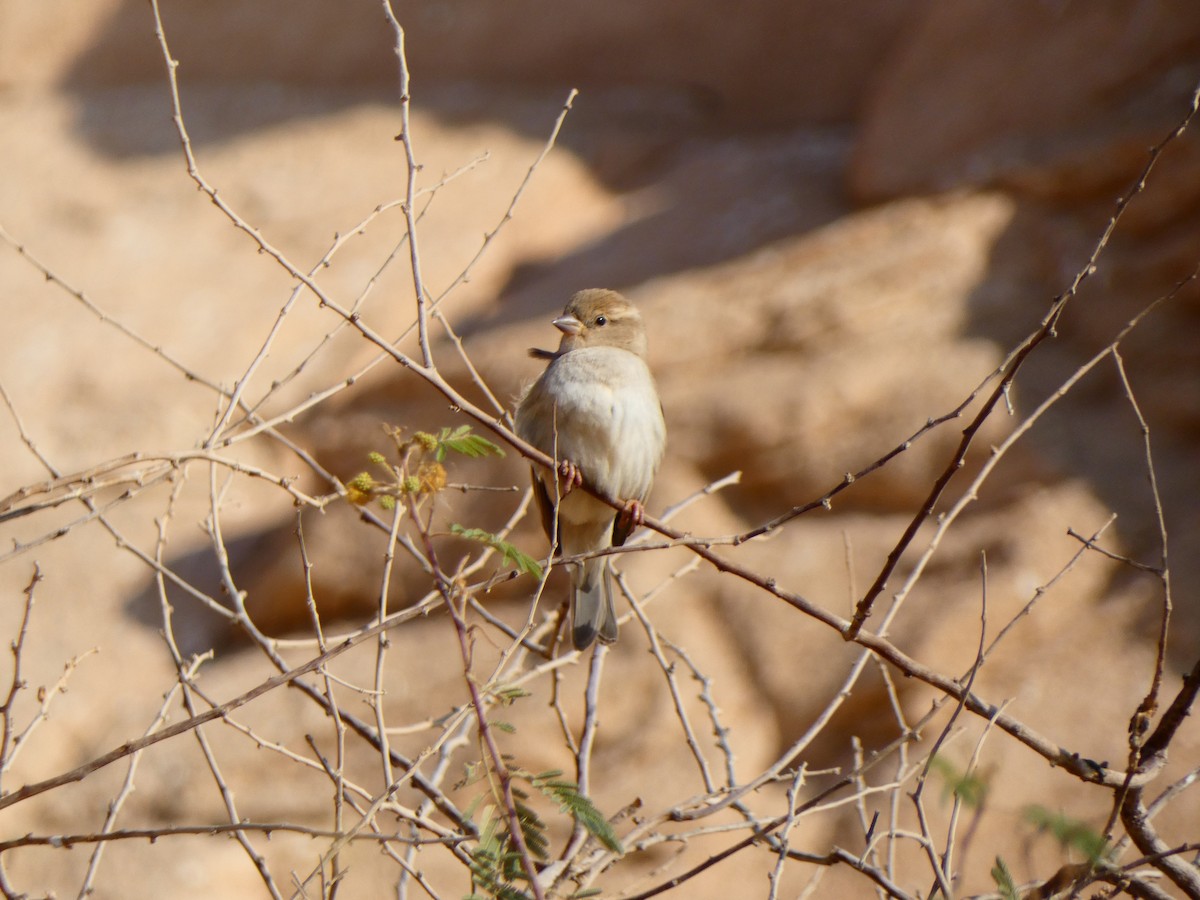 House Sparrow - ML613081449