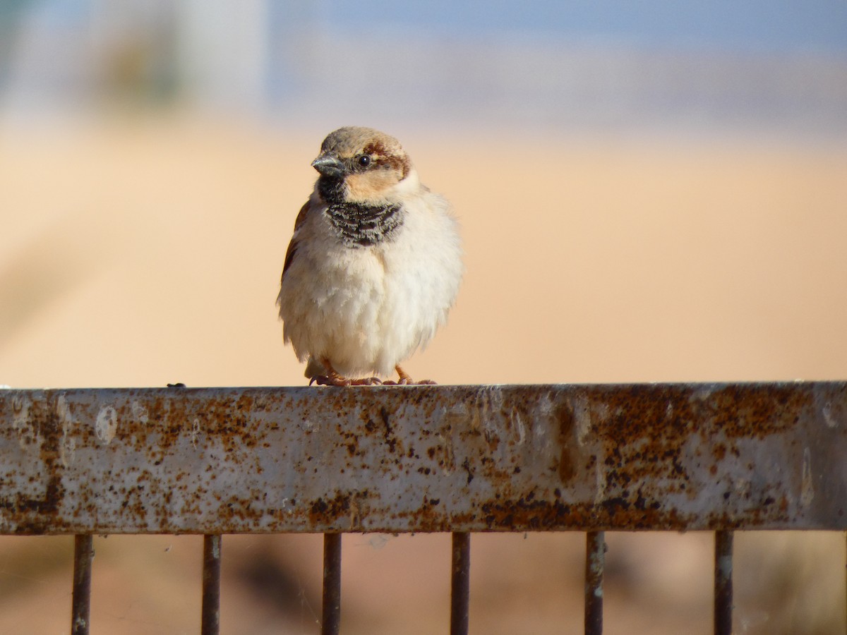 House Sparrow - ML613081450