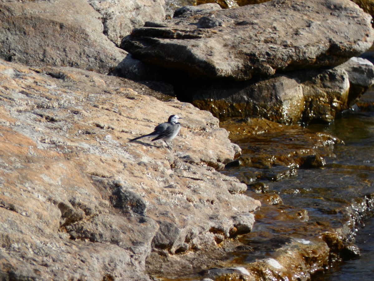 White Wagtail (White-faced) - ML613081456