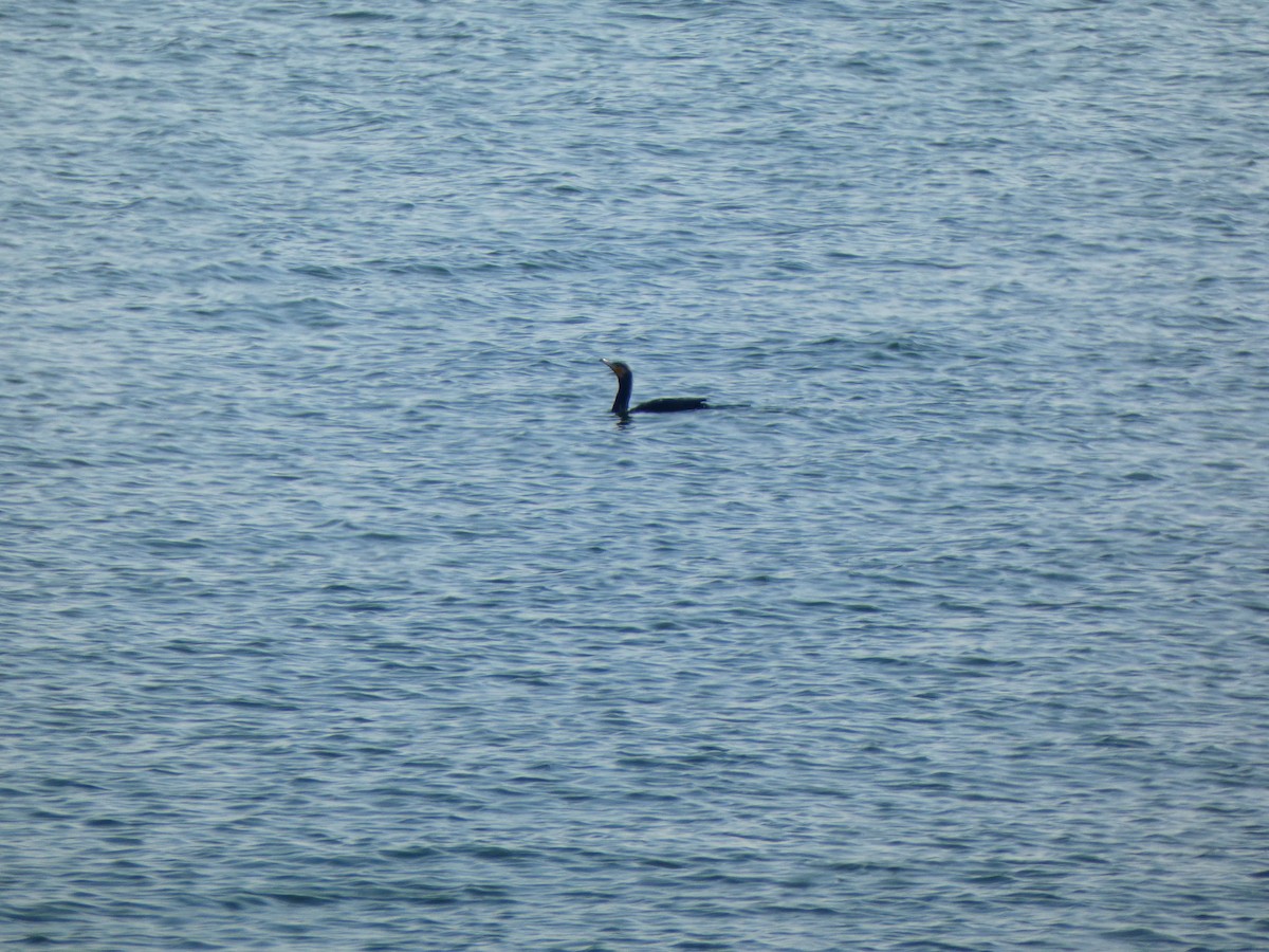 Great Cormorant (Eurasian) - ML613081474