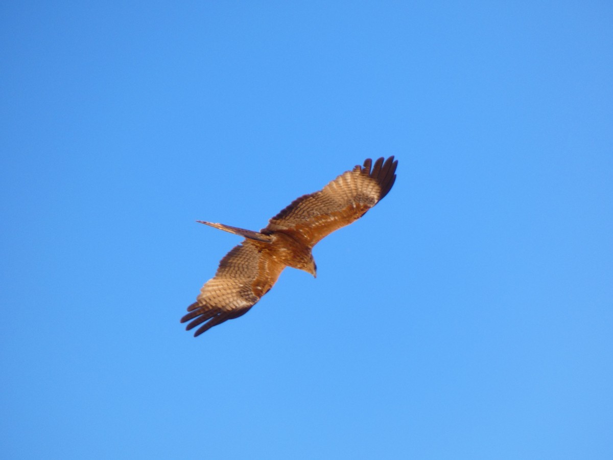 Black Kite (Yellow-billed) - ML613081493