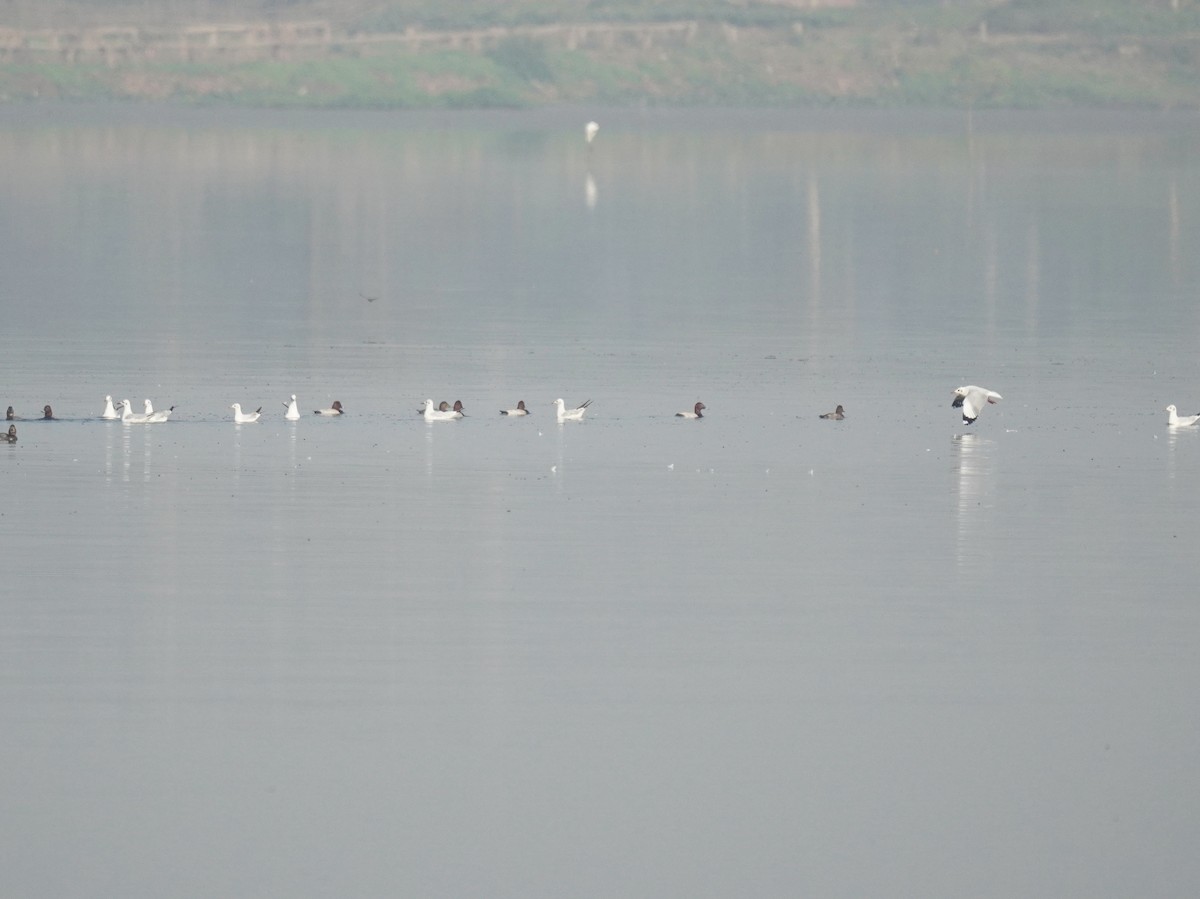 Brown-headed Gull - ML613081526