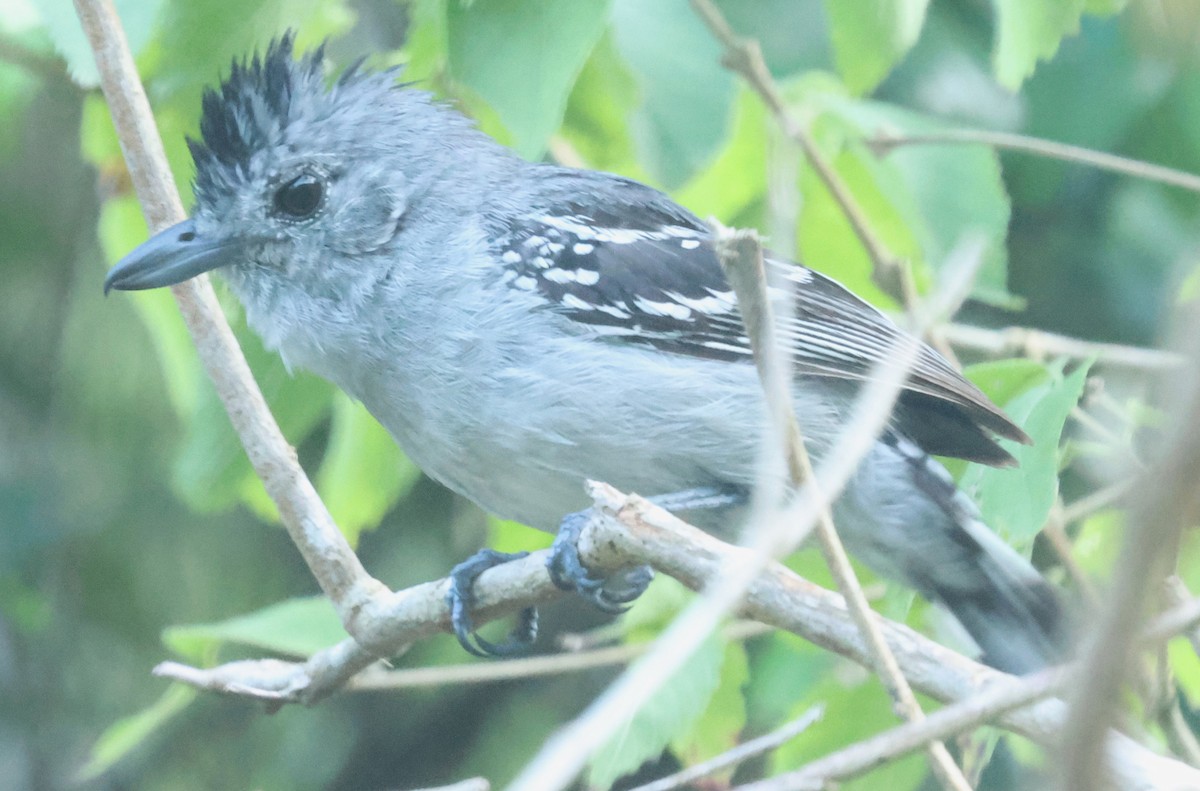 Sooretama Slaty-Antshrike - ML613081537