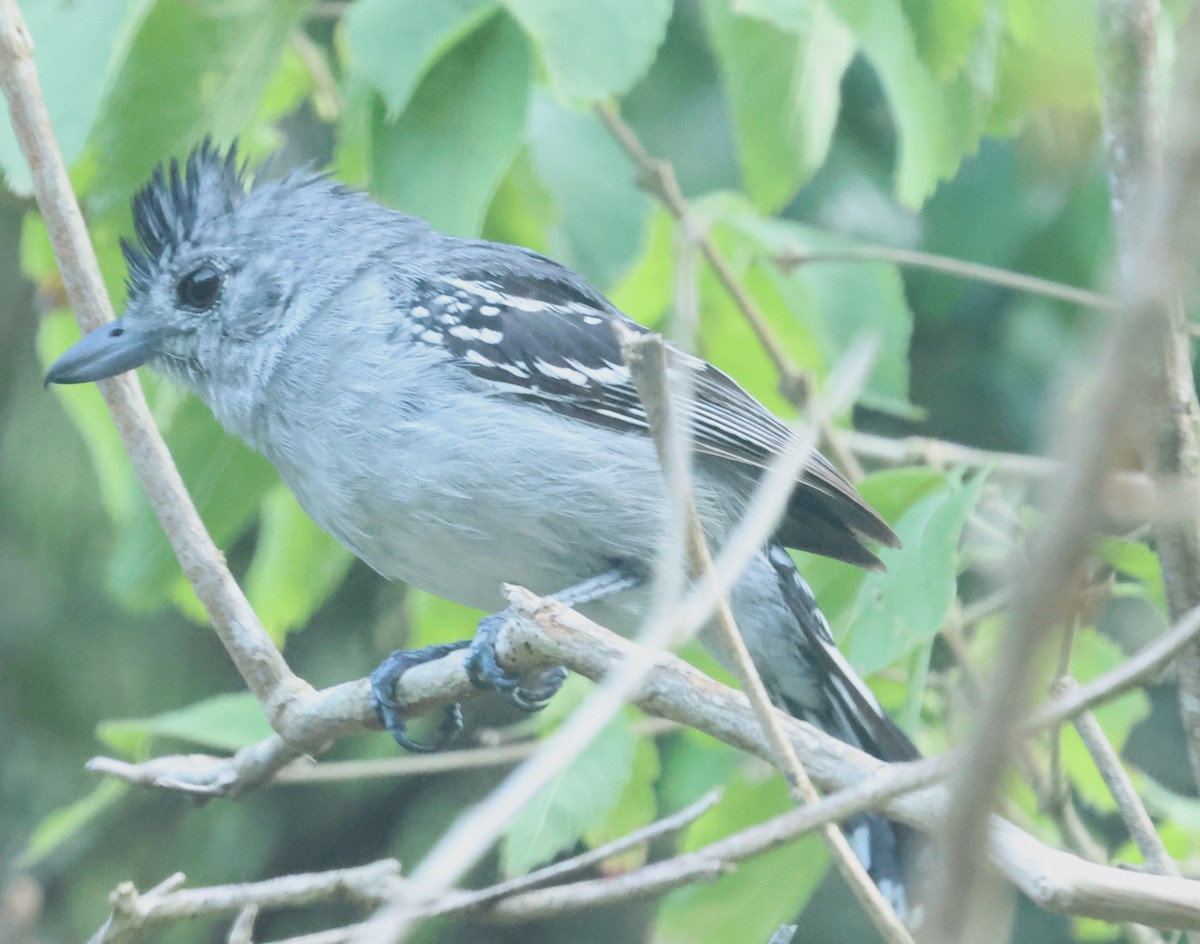 Sooretama Slaty-Antshrike - ML613081538