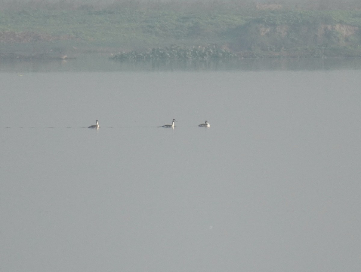 Great Crested Grebe - ML613081542