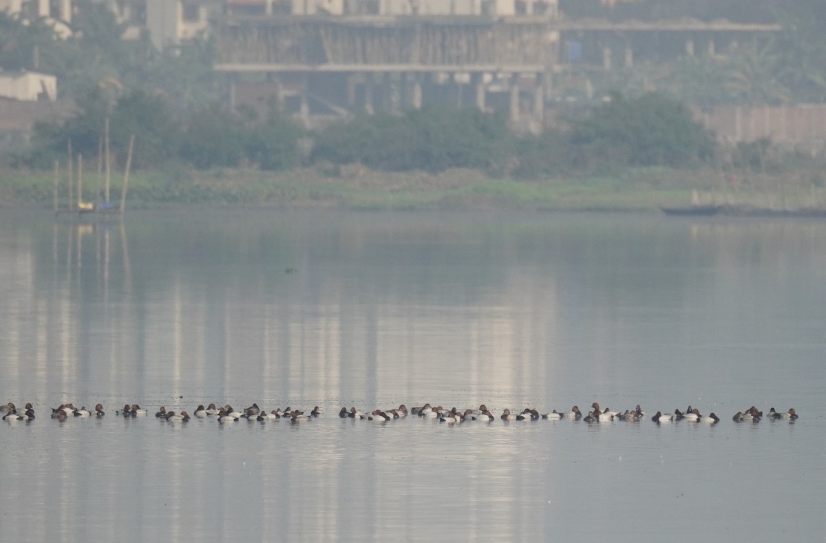 Common Pochard - ML613081548