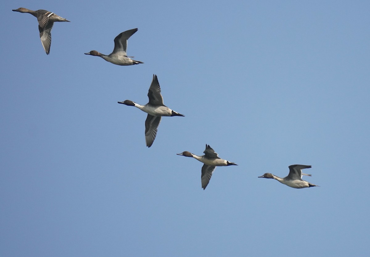 Northern Pintail - ML613081560