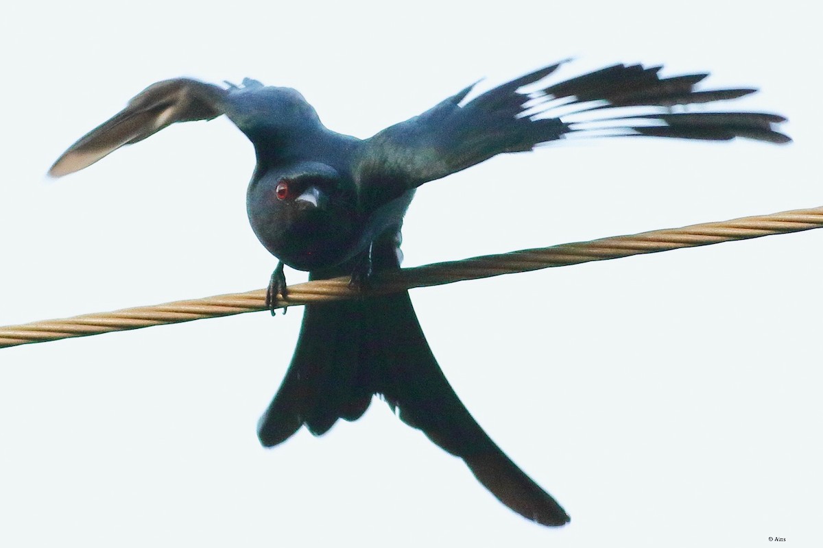 askedrongo - ML613081592