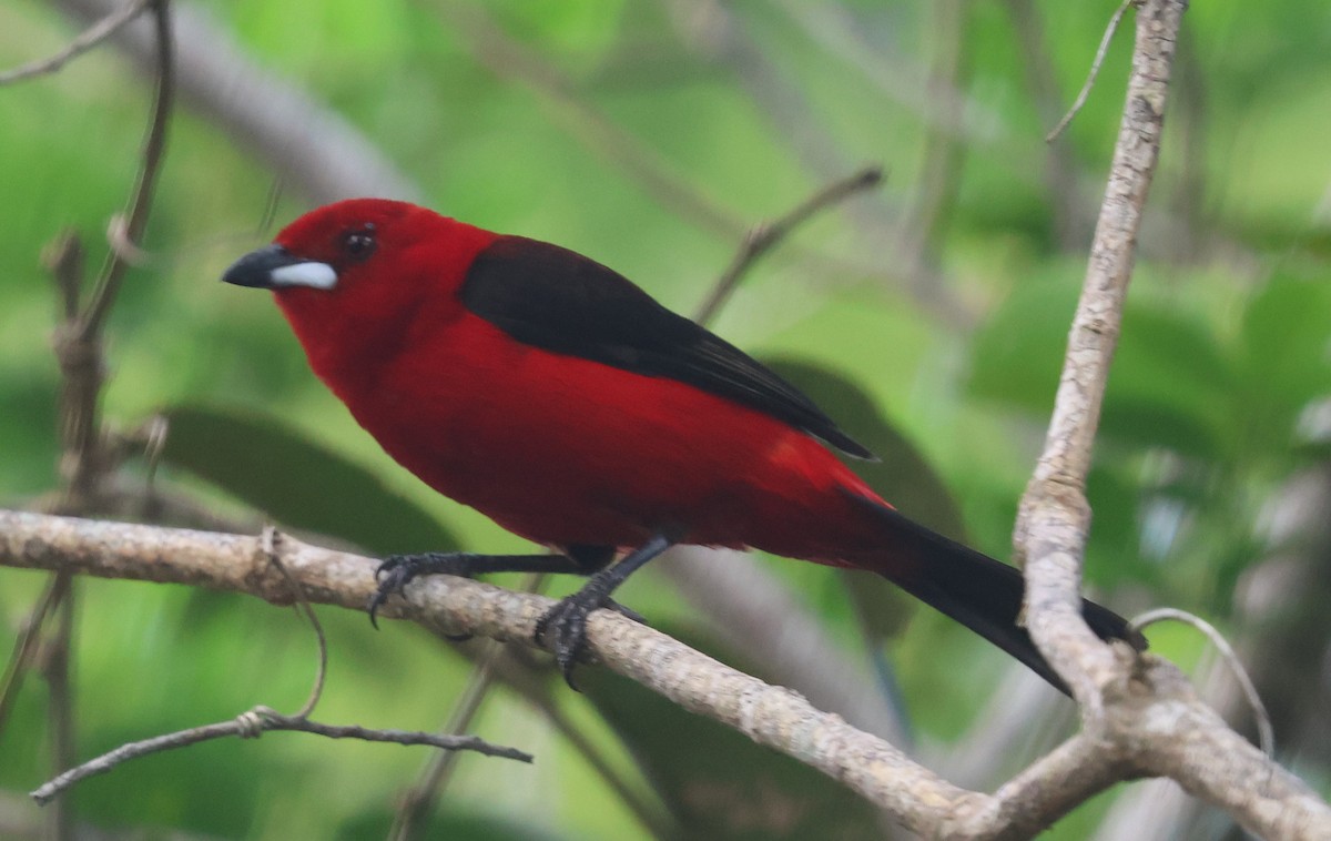 Brazilian Tanager - ML613081637