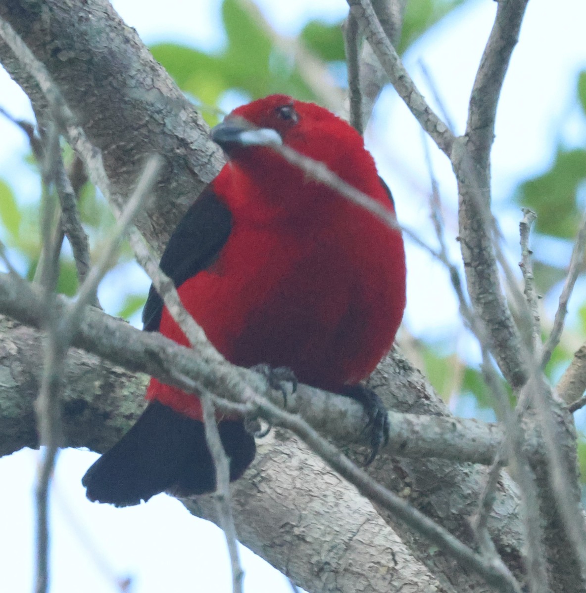 Brazilian Tanager - ML613081639