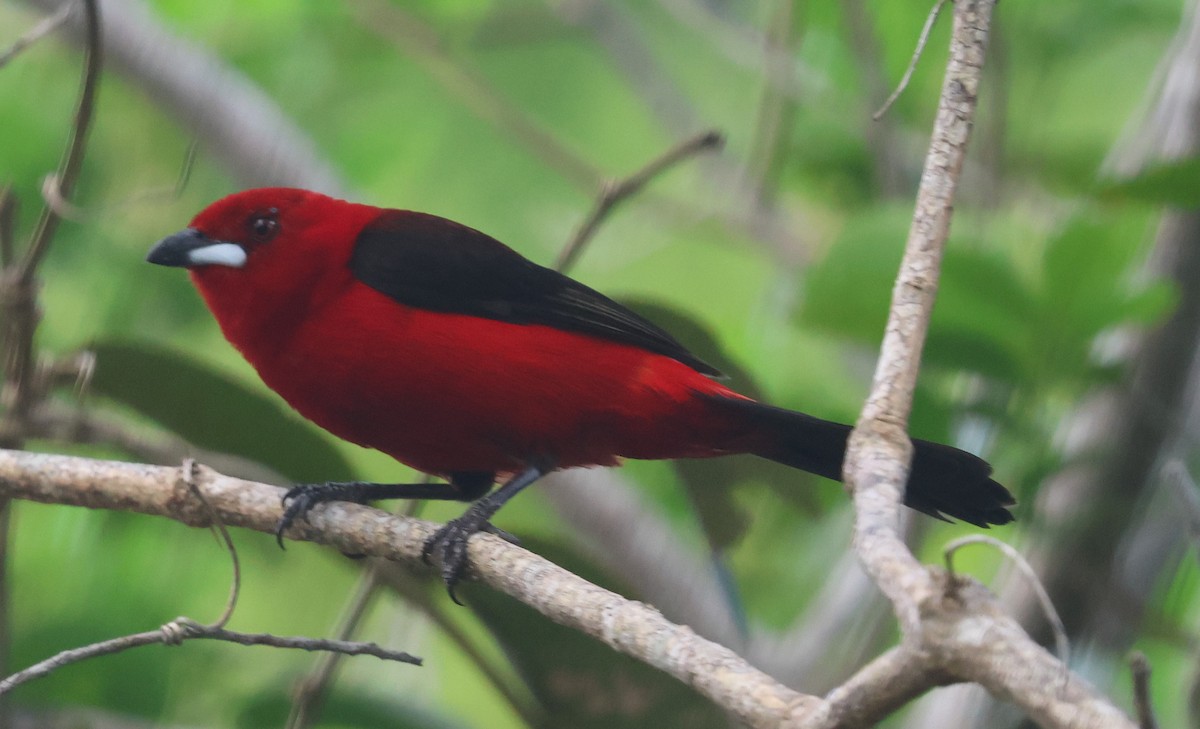 Brazilian Tanager - ML613081640