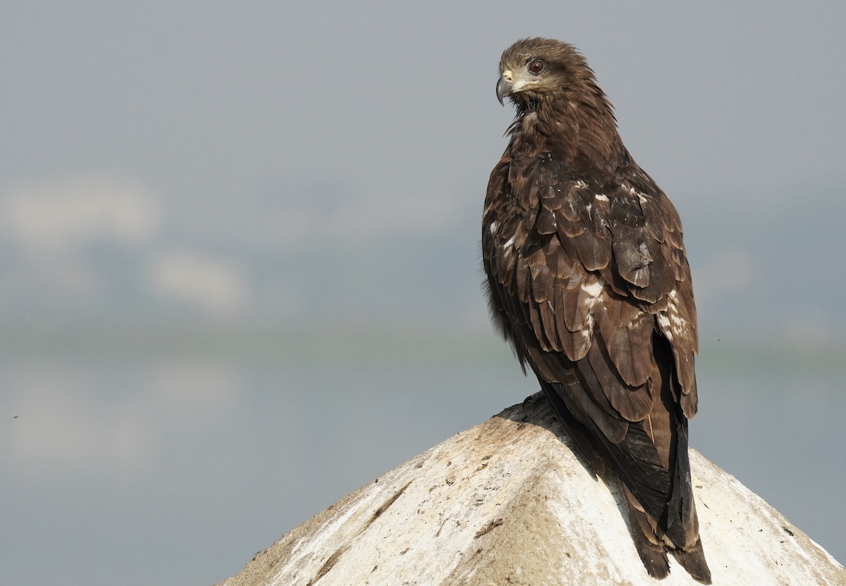 Black Kite - ML613081680