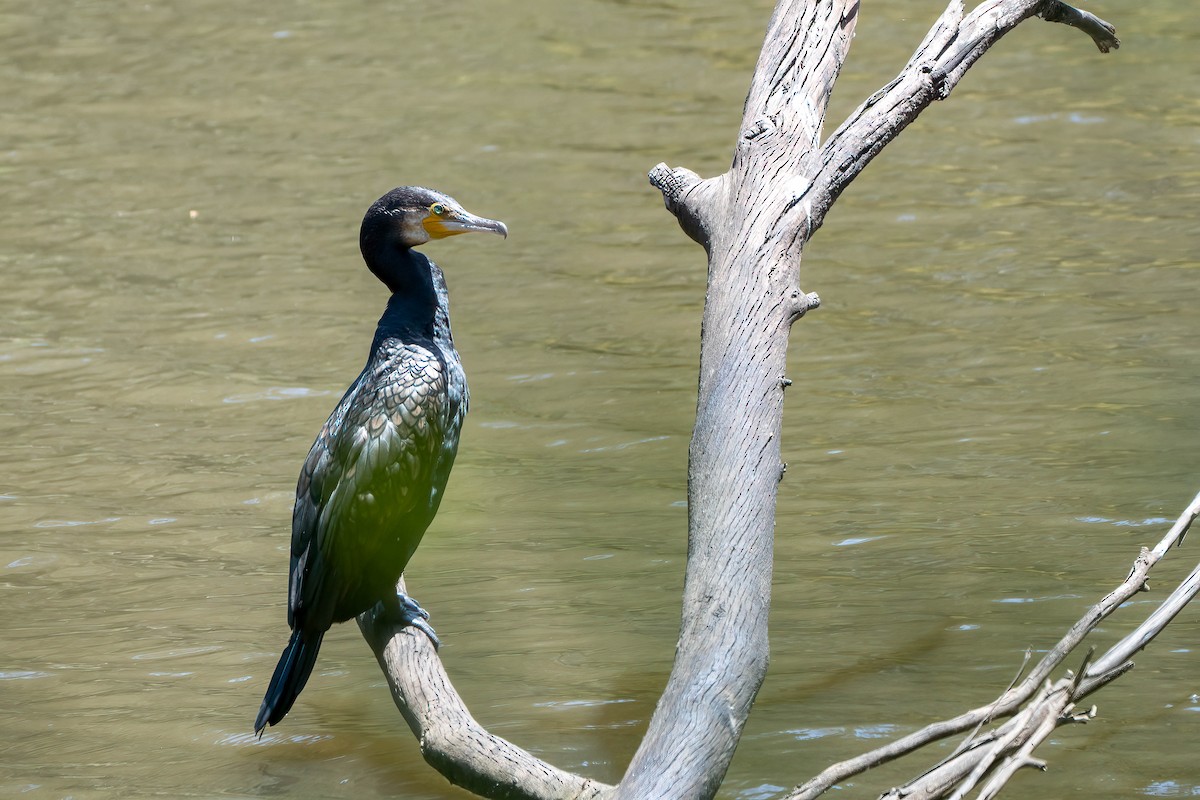 Great Cormorant - Gustino Lanese