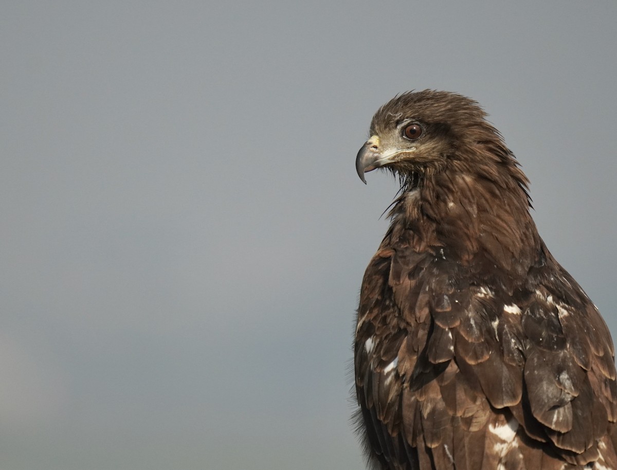 Black Kite - ML613081689