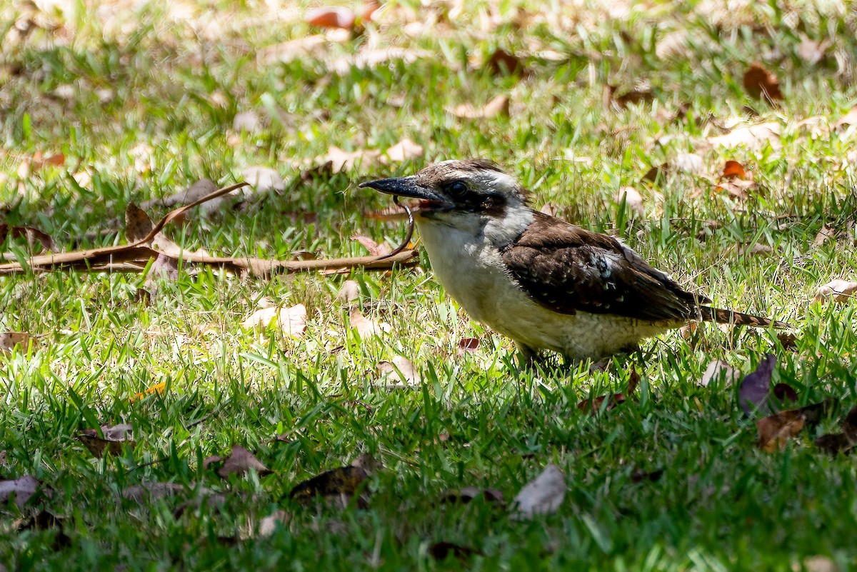 Laughing Kookaburra - ML613081694