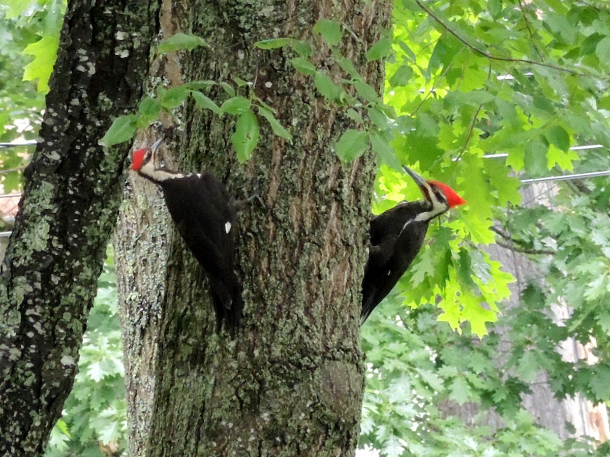 Pileated Woodpecker - ML61308171