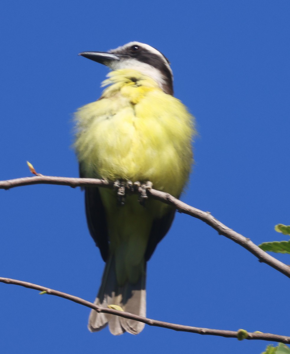 Great Kiskadee - ML613081724