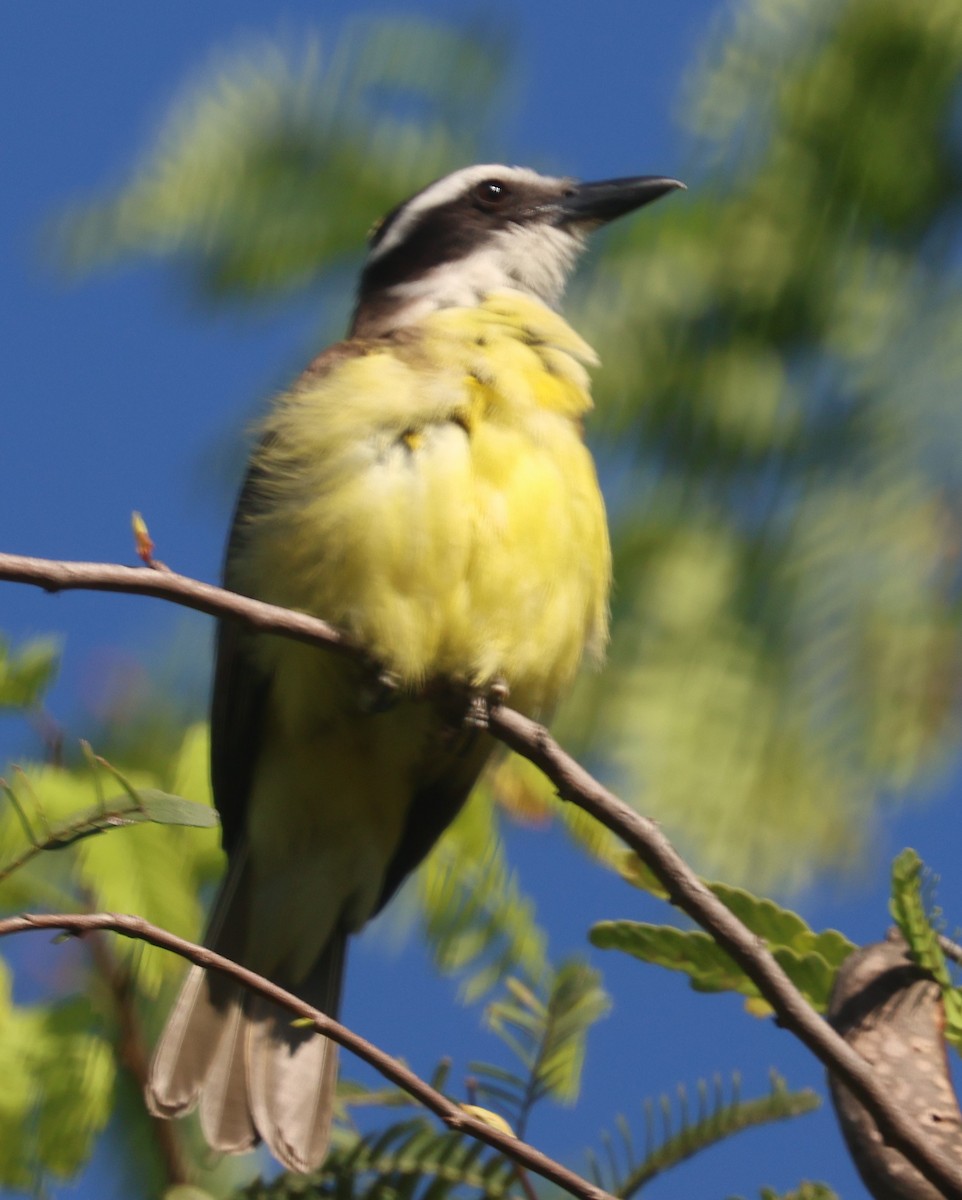 Great Kiskadee - ML613081725