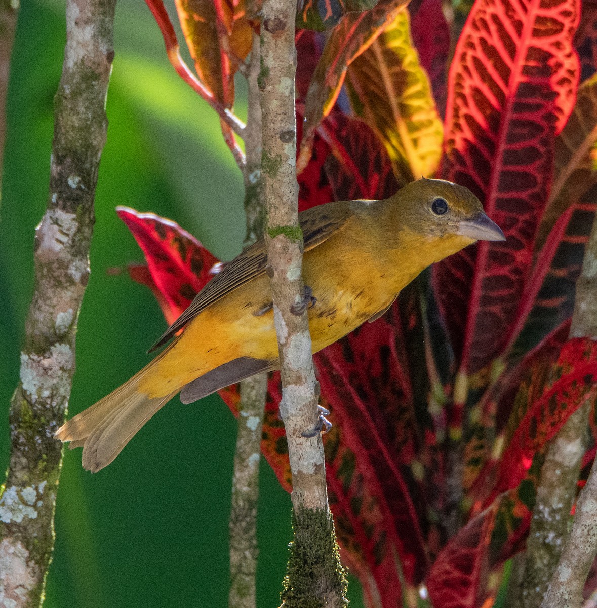 Summer Tanager - David Robinson