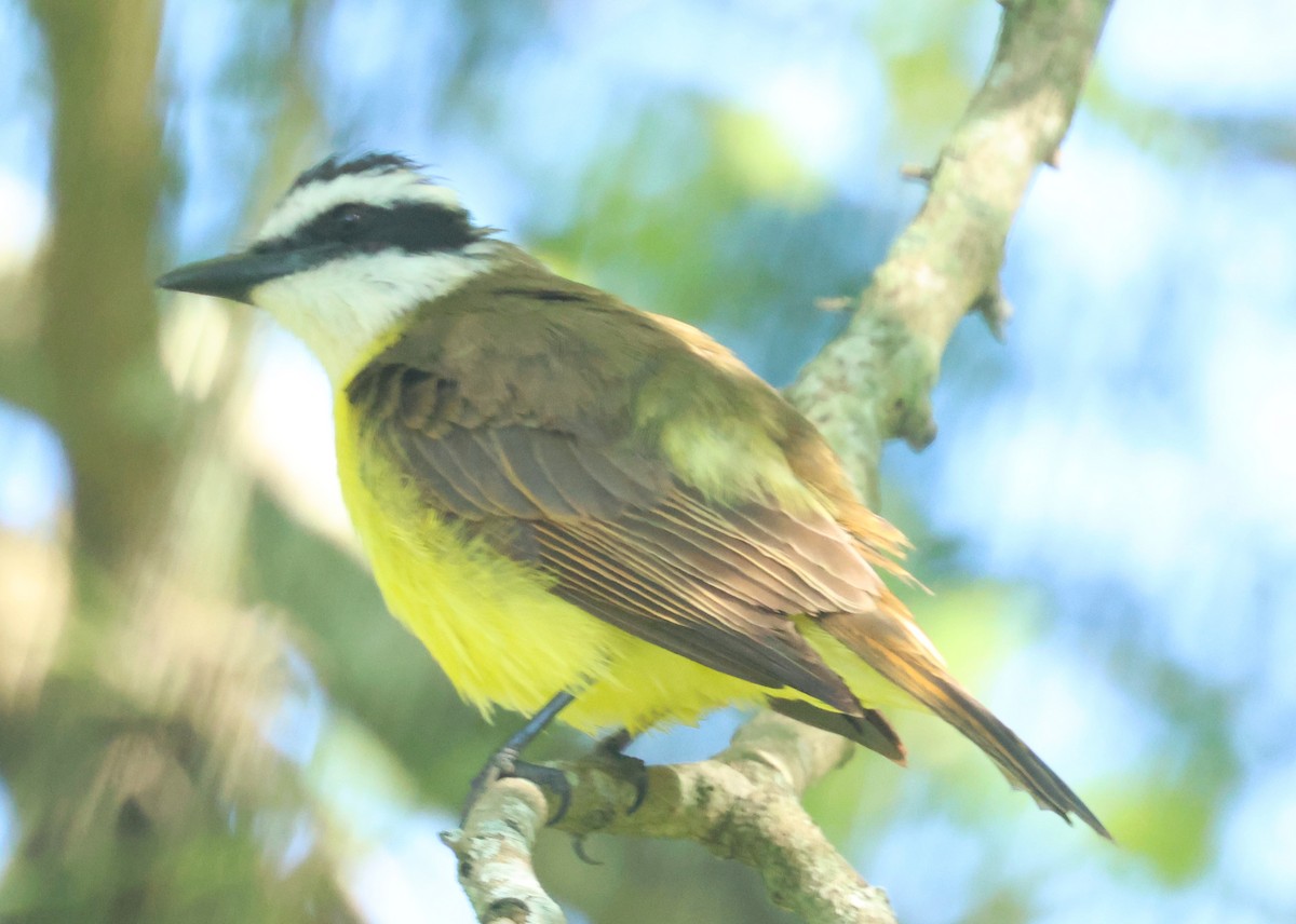 Great Kiskadee - ML613081764