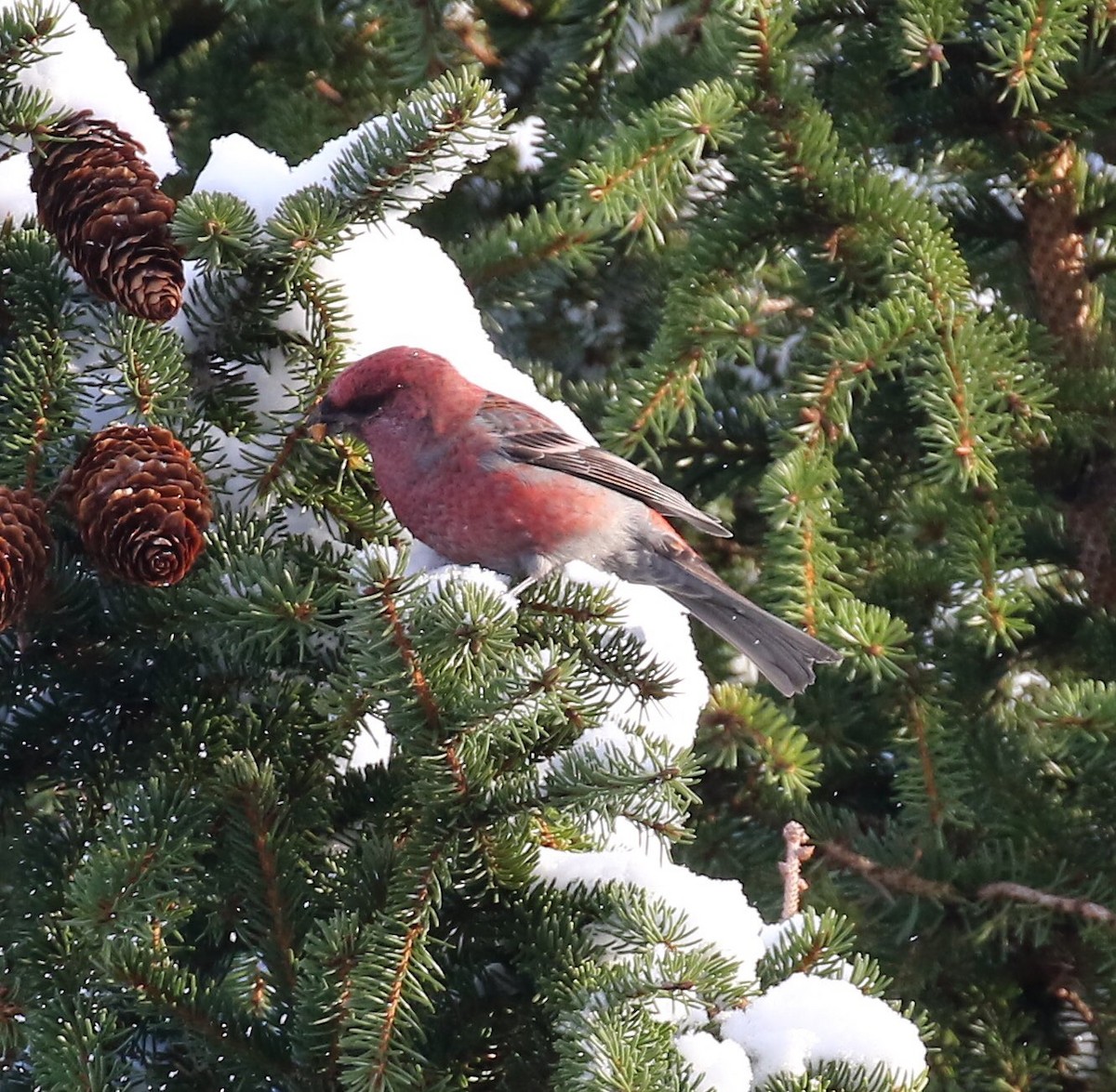 Pine Grosbeak - Mark Warren