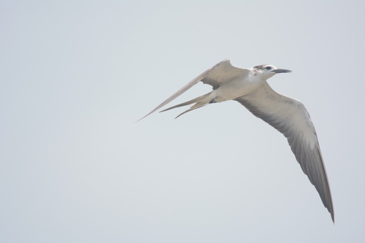 Bridled Tern - ML613081811