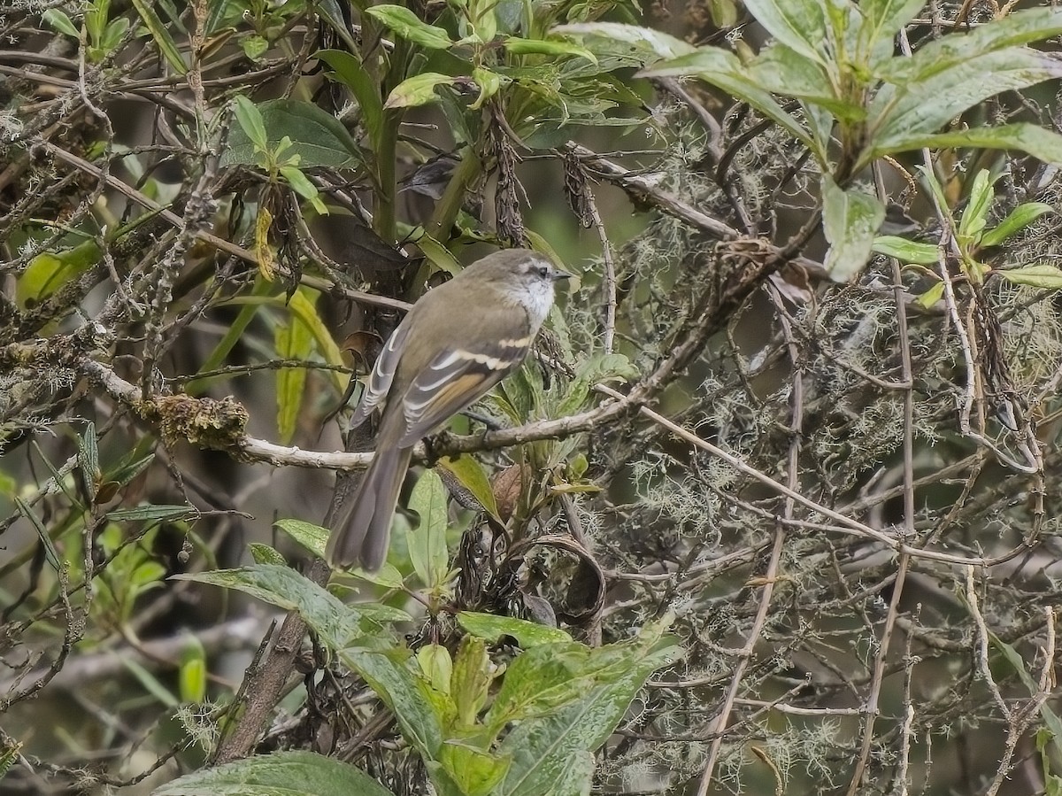 Tyranneau à gorge blanche - ML613081825