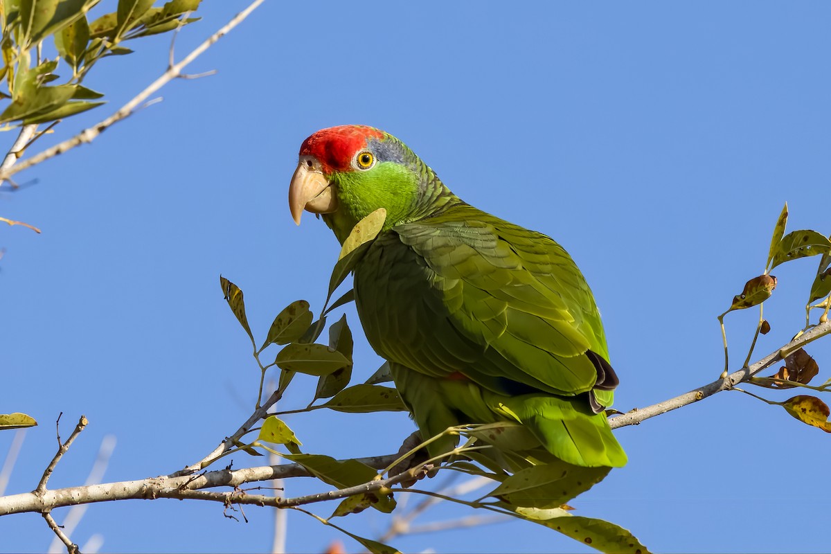 Red-crowned Parrot - ML613081853
