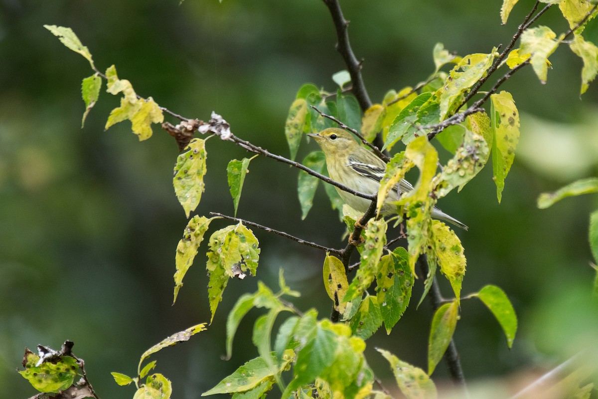 Paruline rayée - ML613081967